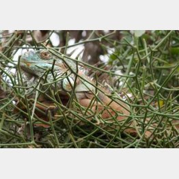 頭上で微動だにしないイグアナ／（Ｃ）日刊ゲンダイ