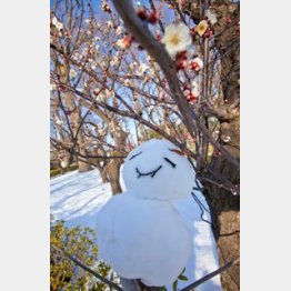 （Ｃ）日刊ゲンダイ