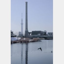 スカイツリーと煙突が重なって…／（Ｃ）日刊ゲンダイ