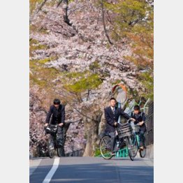 取材時には桜が…／（Ｃ）日刊ゲンダイ