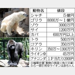 ゴリラは値がハネ上がった／（Ｃ）日刊ゲンダイ