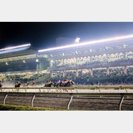 大井競馬場も…？／（Ｃ）日刊ゲンダイ