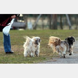 かわいいだけじゃ飼えない時代／（Ｃ）日刊ゲンダイ