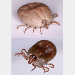 タカサゴキララマダニ（上）、フタトゲチマダニ／（国立感染症研究所提供）