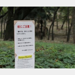 デング熱の“震源地”になった代々木公園／（Ｃ）日刊ゲンダイ