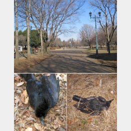 死骸が見つかった場所（埼玉県みどり自然課提供）