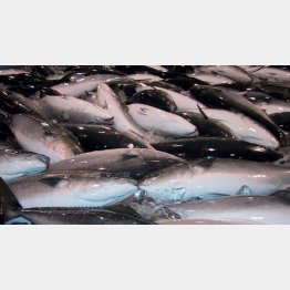 切り身の保存は要注意／（Ｃ）日刊ゲンダイ