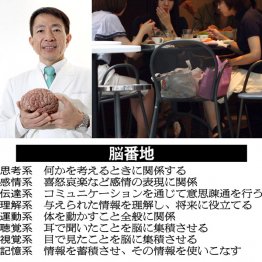 脳は８エリアに分かれている／（Ｃ）日刊ゲンダイ