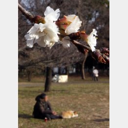 （Ｃ）日刊ゲンダイ