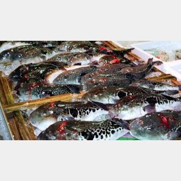 天然モノの白子はキロ２万円超（Ｃ）日刊ゲンダイ