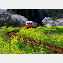 ディーゼル車に揺られながら（写真提供：小湊鉄道）