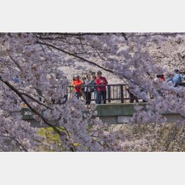 電車の中からも見える桜並木（Ｃ）日刊ゲンダイ