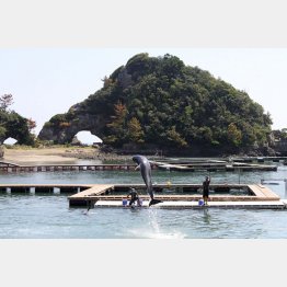 くじらの町、和歌山県太地町（Ｃ）日刊ゲンダイ