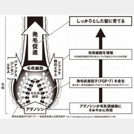 「アデノシン」には３つ効果が（資生堂提供）