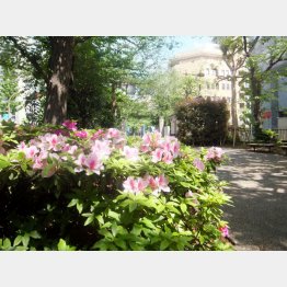 浜町緑道のツツジ（Ｃ）日刊ゲンダイ