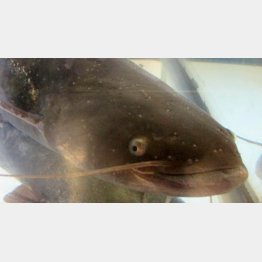 近大の養殖ナマズ（近畿大提供）