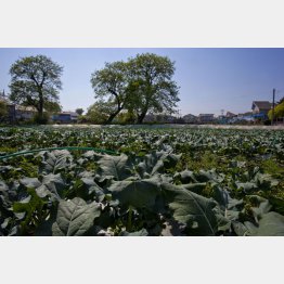 青々とした香りが（Ｃ）日刊ゲンダイ