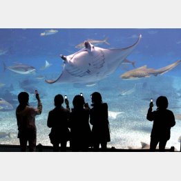 美ら海水族館と併設も？（Ｃ）日刊ゲンダイ