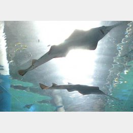 水族館で見るのはいいけれど…（写真はイメージ）／（Ｃ）日刊ゲンダイ