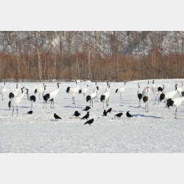 野生のタンチョウ（提供写真）