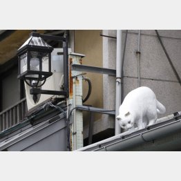 写真はイメージ（Ｃ）日刊ゲンダイ