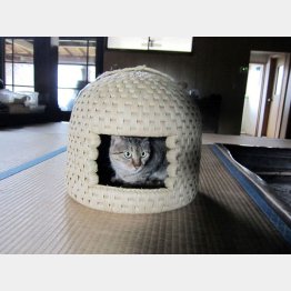 「猫ちぐら」（提供写真）