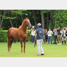 美しい栗毛にファンもうっとり（オルフェーヴル）（Ｃ）日刊ゲンダイ