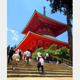 高さは48.5メートル（根元大塔）（Ｃ）日刊ゲンダイ