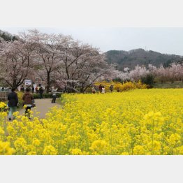 花見山は福島市民の憩いの場（４月１０日撮影）（Ｃ）日刊ゲンダイ
