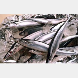 サンマの漁獲量は激減（Ｃ）日刊ゲンダイ