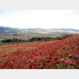 眼下にブドウ畑広がる「あずみ野クラフトパーク」から（提供写真）