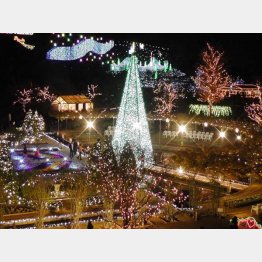 あしかがフラワーパーク（提供写真）