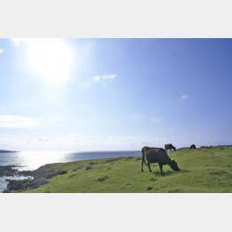 畜産農家の牛の世話体験も（ＨＰから）