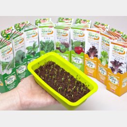 サカタのタネ（Ｃ）日刊ゲンダイ