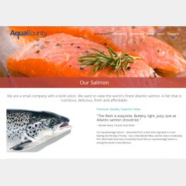 （開発したAquaBounty TechnologiesのＨＰから）