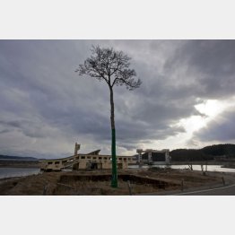 陸前高田市の「奇跡の一本松」（Ｃ）日刊ゲンダイ