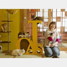 定休日もネコたちの世話に大わらわ（Ｃ）日刊ゲンダイ