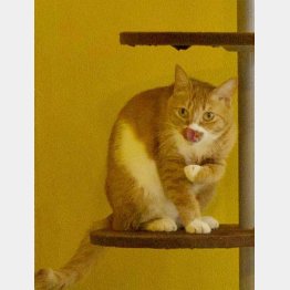 ツンデレな性格がたまらない（ネコカフェ「東京ネコリバ」）／（Ｃ）日刊ゲンダイ