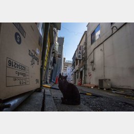 武蔵小山（Ｃ）日刊ゲンダイ