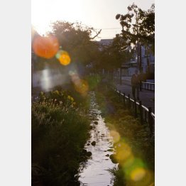 北沢川緑道（Ｃ）日刊ゲンダイ