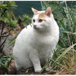 野良猫に悩む自治体は少なくない（Ｃ）日刊ゲンダイ