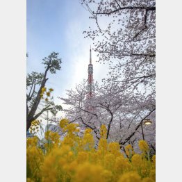 芝公園から東京タワーを望む（Ｃ）日刊ゲンダイ