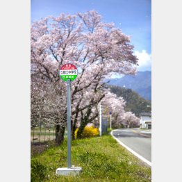 山梨県 身延町久那土の桜（Ｃ）日刊ゲンダイ