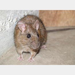 クマネズミ（提供写真）