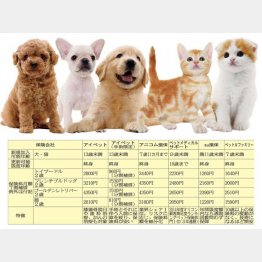 犬種や年齢によって保険料に違い（提供写真）