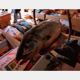 世界最大級の築地市場（Ｃ）日刊ゲンダイ