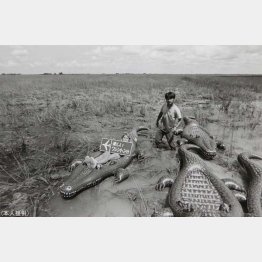 「あとで本物のワニがいたと…」（提供写真）