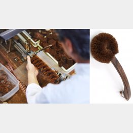 柔らかな毛並みで肌触りもなめらか（Ｃ）日刊ゲンダイ