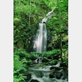 マイナスイオンがいっぱい（雲井の滝）／（写真提供・十和田市）