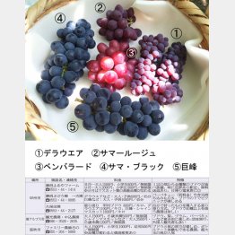 （Ｃ）日刊ゲンダイ